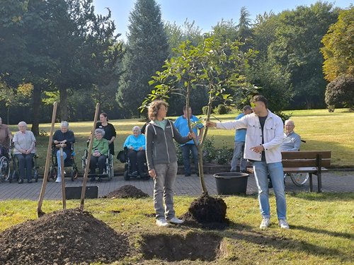 Eine Frau und ein Mann halten zusammen einen Apfelbaum, der eingepflanzt werden soll.