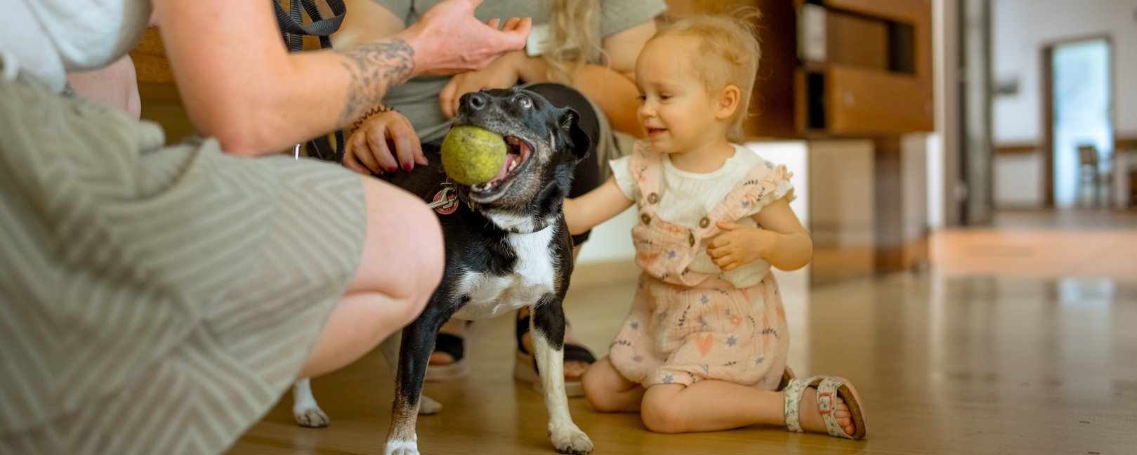 Ein kleiner schwarz-weißer Hund hält einen Tennisball im Maul. Ein Kleinkind sitzt auf dem Boden und streichelt den Hund, während zwei Frauen im Hintergrund freundlich zuschauen.