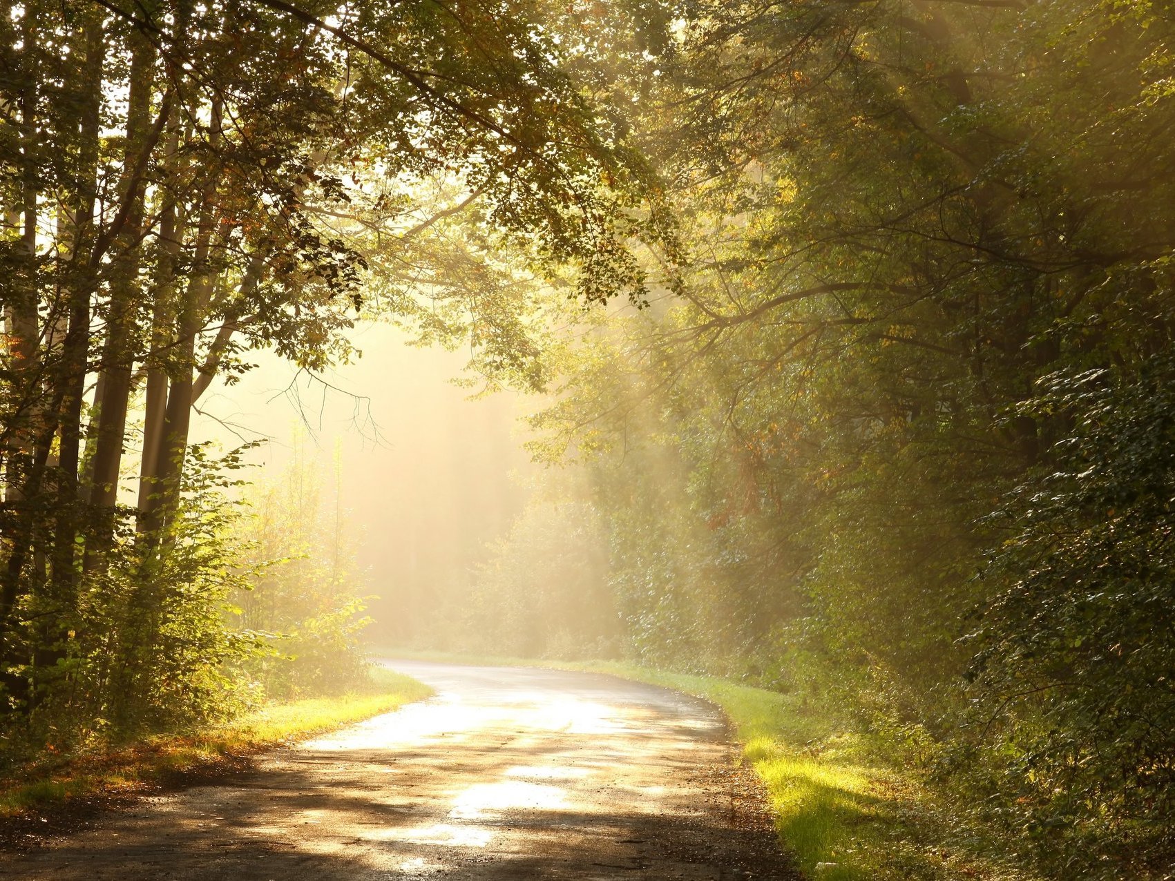 Country road through autumn forest at sunrise